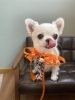 チワワくん「Yori’s friends 🐶🐾」