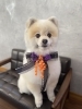 ポメラニアンくん「Yori’s friends 🐶🐾」