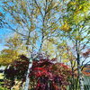 「紅葉が進んできました。」