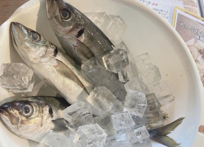 「本日より３日間限定！鮮魚のカルパッチョは鯵です✨」