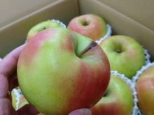 【2023年】やおもりんご🍎✨美味しい美しいりんごを販売します🍎やおもり果実専門店🍎！！
