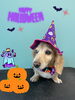 「お友達♡ Dog salon mofu mofu 余市町」
