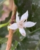 コーヒーの花！　小さくてきれいな花が咲きます✨「季節外れの開花の秘密🌺　来年豊作に期待！」