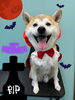 「お友達♡ Dog salon mofu mofu 余市町」