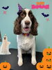 「お友達♡ Dog salon mofu mofu 余市町」