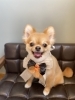 MIXくん「Yori’s friends 🐶🐾」