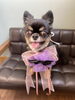 チワワちゃん「Yori’s friends 🐶🐾」
