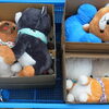 松戸市にお住みの方からお持ち込みでぬいぐるみのご寄付を頂きました。『千葉エコネット』
