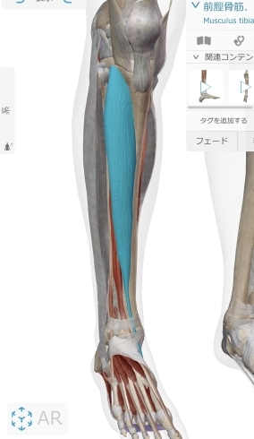 前脛骨筋「〜 足の前側の痛み 〜」
