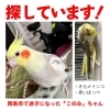 迷いオカメインコを探しています【西条市下島山甲】 | まいぷれ新居浜・西条お助け情報部のニュース | まいぷれ[西条市]