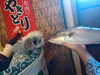 天然かんぱち「天然かんぱちの刺身」