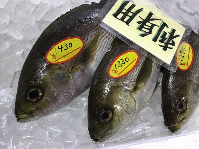 「魚魚市場鮮魚コーナーおすすめは「イサキ・水イカ」です♪」