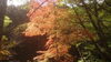 紅葉「紅葉」