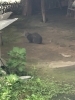 「猫に困ったらご相談を、サポートさせていただきます(活動地域は主に奈良県中南部、それ以外もご相談下さい」