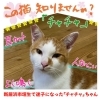 「迷い猫を探しています【新居浜市垣生】」