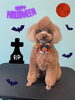 「お友達♡ Dog salon mofu mofu 余市町」