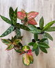 「観葉植物入荷しました」