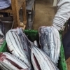カツオフィーバー🐟