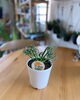 「観葉植物入荷しました」
