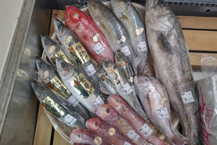 「🐟鮮魚入荷中│店内水槽活魚販売│🍲これからの季節「てっちり」「鯛しゃぶ」🍲料理等いかがですか？店内活魚販売中、その場で調理（ひらかたポイント使えます。）」