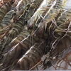 「魚魚市場鮮魚コーナーおすすめは「車えび」です♪」