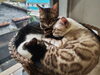 「猫カフェ移転のお知らせ」