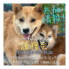 「✿11/5 譲渡会(所沢市)参加保護犬情報！⑩✿ 雑種犬/元野犬ちゃんたち/狭山湖動物霊園」