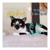 「✿11/5 譲渡会(所沢市)参加保護猫情報！⑪✿ 雑種猫/MIX猫/保護猫/狭山湖動物霊園」