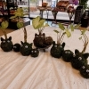 苔玉作り「苔玉作りワークショップ開催しました！」