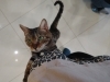 ねこチュールop-