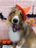 Happy Halloween!!「【ウミンチュの子育て日記】健康診断について」