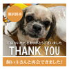 「【無事再会！】新居浜市西町口屋跡公民館前で迷子になった犬の「ケンタくん」。飼い主さんと再会できました！」