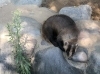 「ニホンアナグマのカンナ」