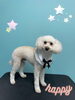 「お友達♡ Dog salon mofu mofu 余市町」