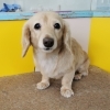【☆★今日のわんこより★☆】豊平区月寒東のトリミングショップ【犬の床屋さんちゃいるどっく】信頼のクオリティを提供！安い価格設定！人気のオプション歯みがき、炭酸泉浴など！ご自宅では難しい爪切りもお任せください！予約制で夜間営業も！