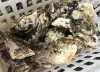 「魚魚市場鮮魚コーナーおすすめは「牡蠣」です♪」