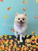 「お友達♡ Dog salon mofu mofu 余市町」