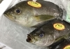 「魚魚市場鮮魚コーナーおすすめは「イサキ」です♪」