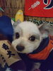 看板犬の小鉄です「番犬？」