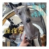 「✿11/5 譲渡会(所沢市)参加保護犬情報！⑳✿ イタリアングレーハウンド/ペキニーズ/トイプードル」