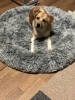 犬「Today's dog」