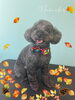 「お友達♡ Dog salon mofu mofu 余市町」