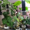 これからやって来る観葉植物達の苦手な冬にむけて