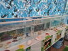 カラフルミニ水族館「11月度キャンペーン3日目！」