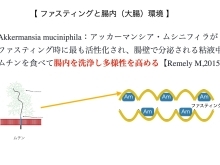 Mg(マグネシウム)と胚分割の関係