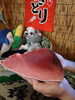 生本マグロ「本鮪」
