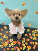 「お友達♡ Dog salon mofu mofu 余市町」