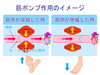 「血流に重要なのは足」