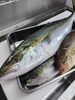 「11月8日のお刺身」