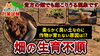 「【野菜が育たない?】高温期に起こりえる生育障害について、タネ屋の目線で原因を解明してみました! たねのハシモトミヤ」